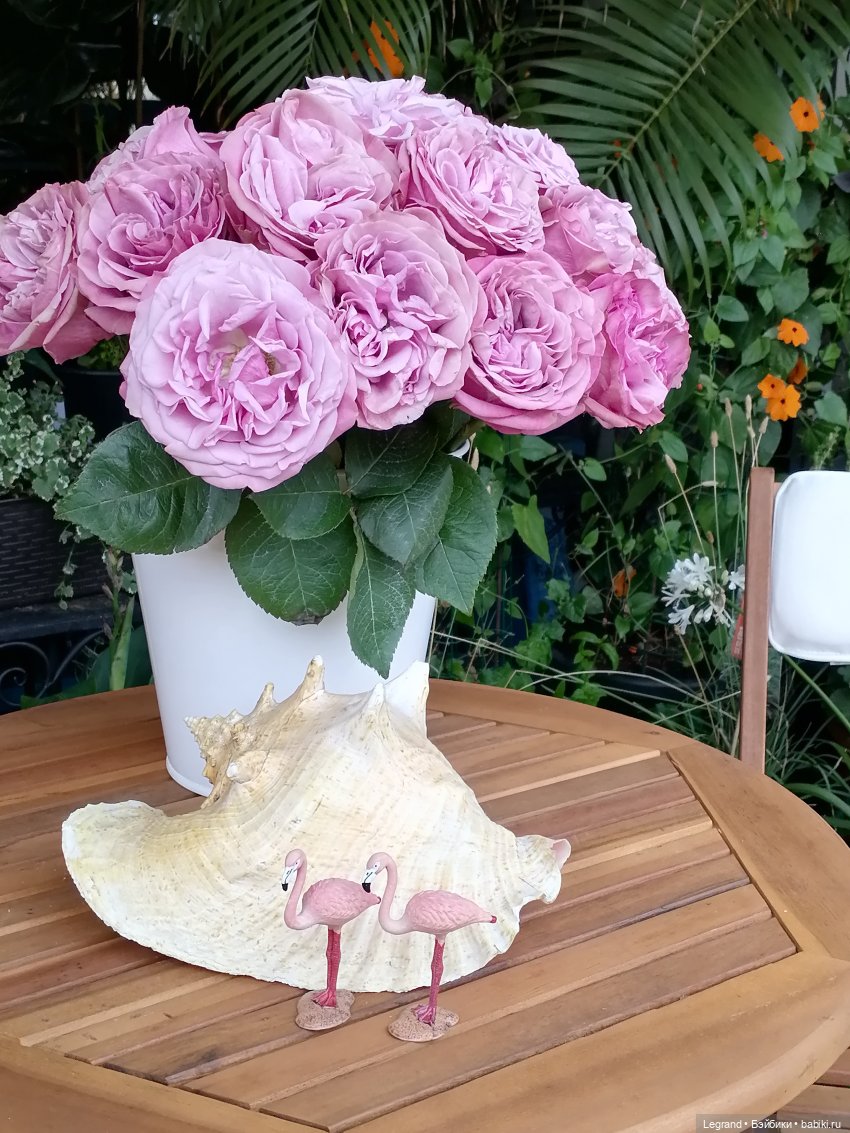 Санкт-Петербург: городские цветы и розовые фламинго - часть первая