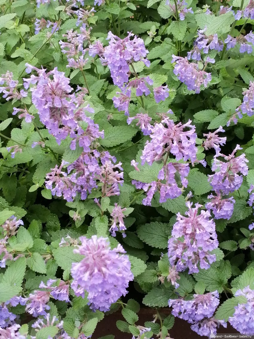 Санкт-Петербург: городские цветы и розовые фламинго - часть первая