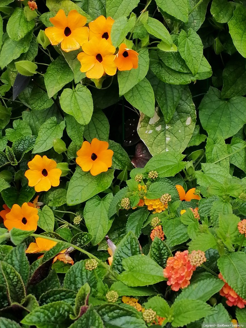 Санкт-Петербург: городские цветы и розовые фламинго - часть первая