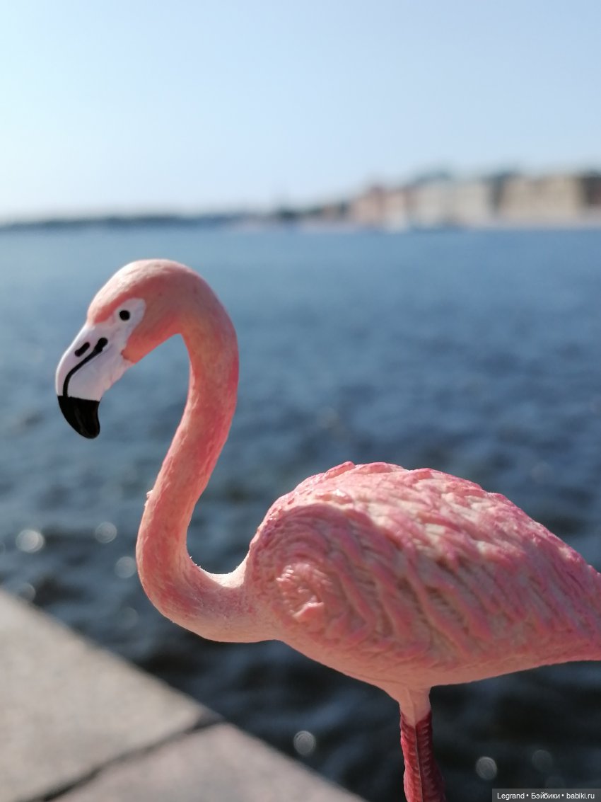 Санкт-Петербург: Берен и фламинго у фонтана и на набережной Невы