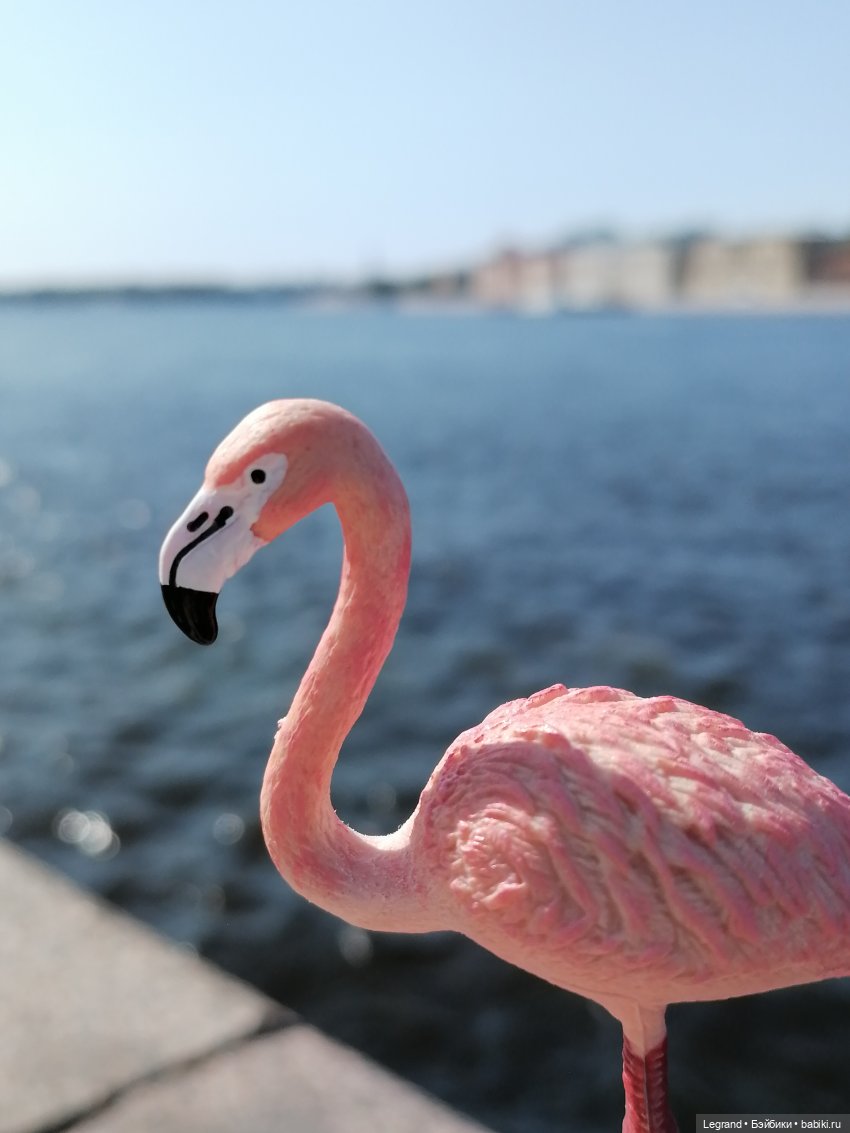 Санкт-Петербург: Берен и фламинго у фонтана и на набережной Невы