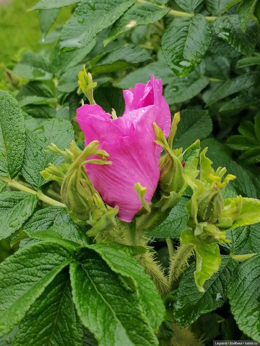 Санкт-Петербург: городские цветы и розовые фламинго - часть первая