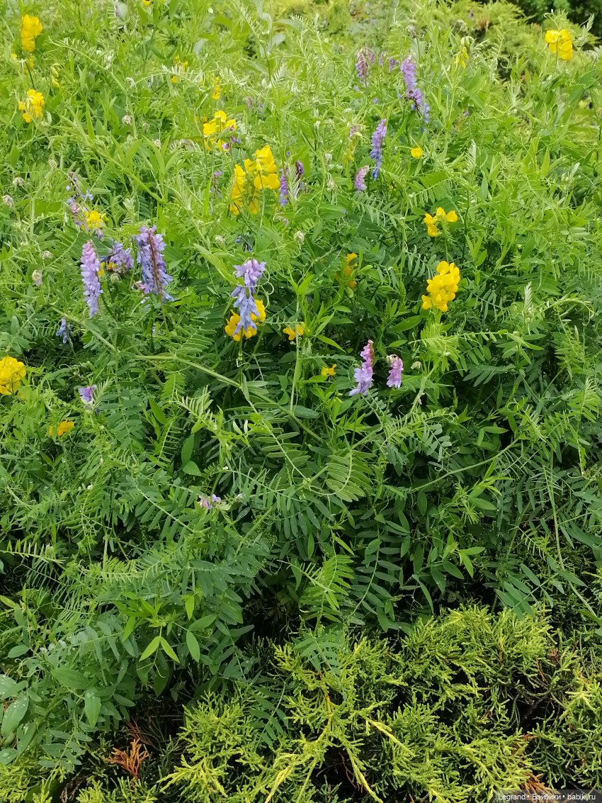 Санкт-Петербург: городские цветы и розовые фламинго - часть первая