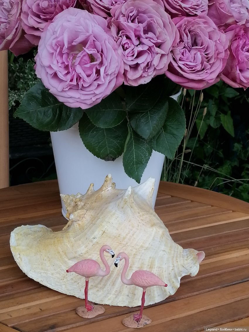 Санкт-Петербург: городские цветы и розовые фламинго - часть первая