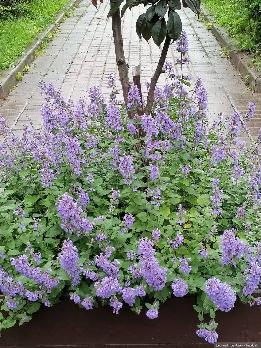 Санкт-Петербург: городские цветы и розовые фламинго - часть первая