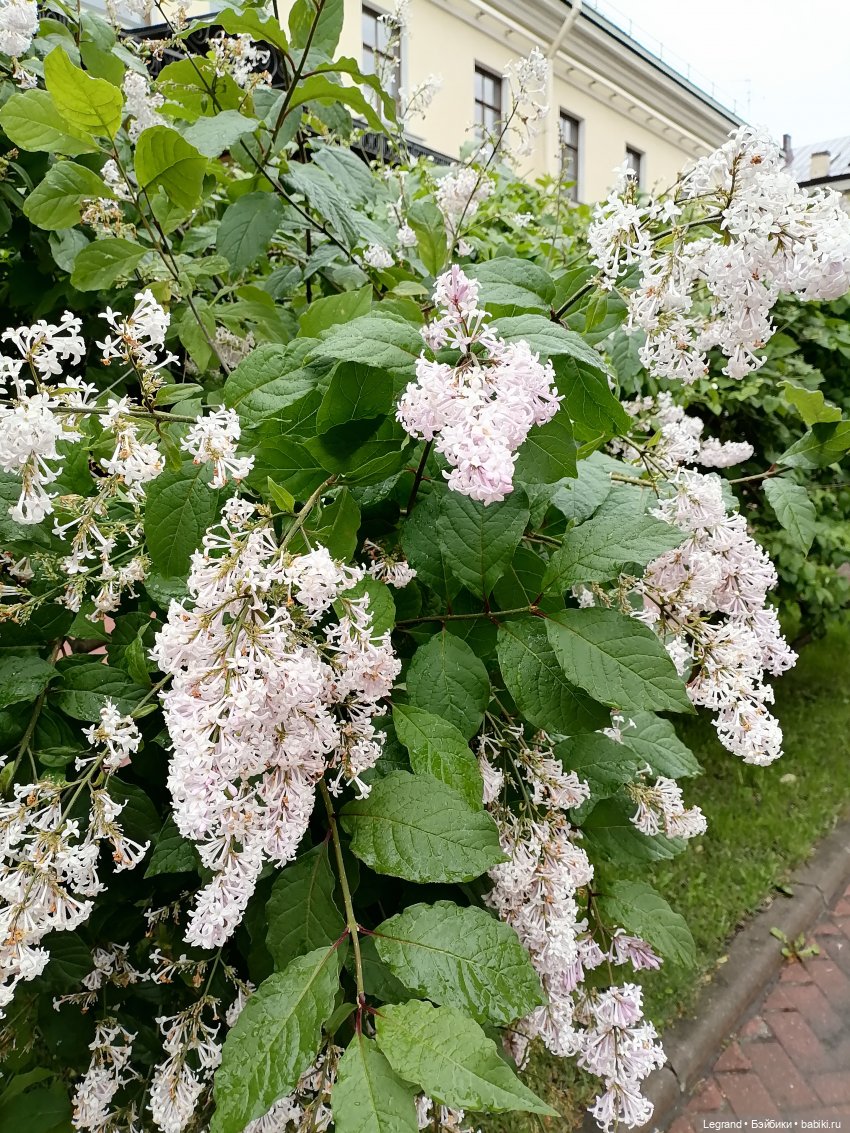 Санкт-Петербург: городские цветы и розовые фламинго - часть вторая