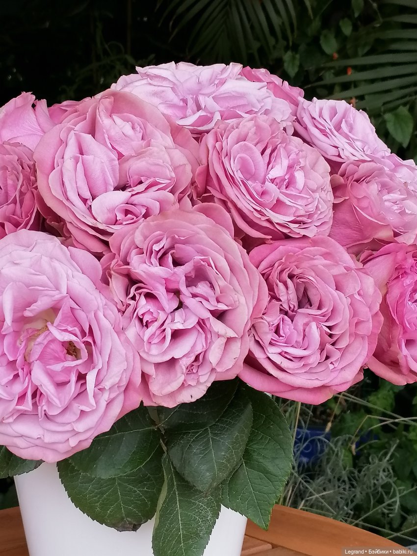 Санкт-Петербург: городские цветы и розовые фламинго - часть первая