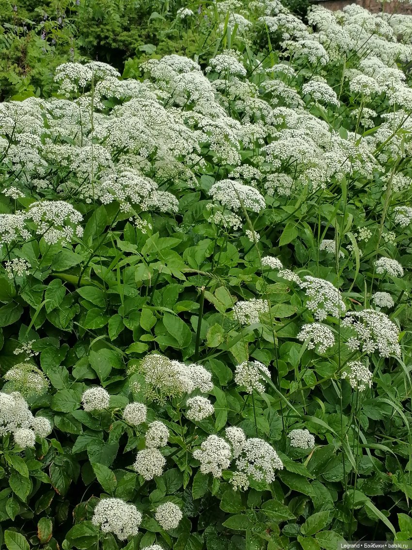 Санкт-Петербург: городские цветы и розовые фламинго - часть первая