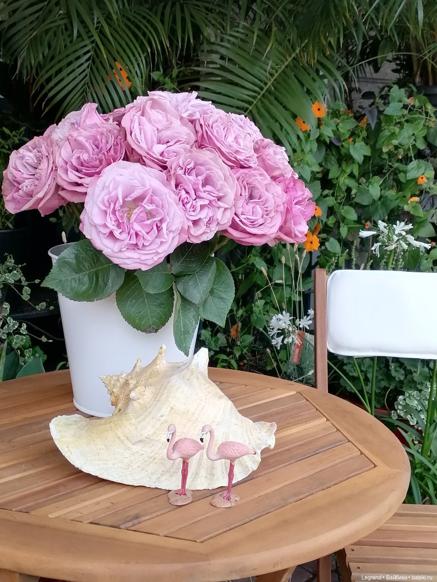 Санкт-Петербург: городские цветы и розовые фламинго - часть первая