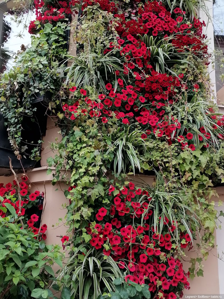 Санкт-Петербург: городские цветы и розовые фламинго - часть первая (фото 9)