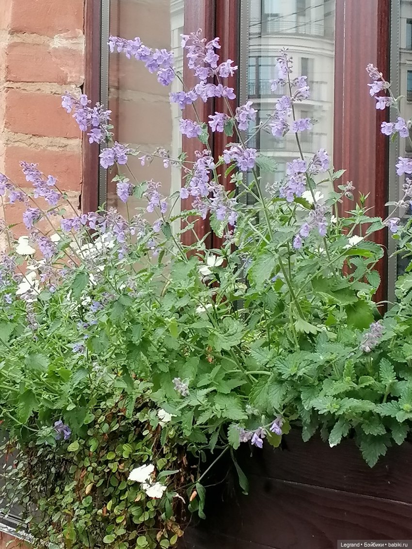 Санкт-Петербург: городские цветы и розовые фламинго - часть первая