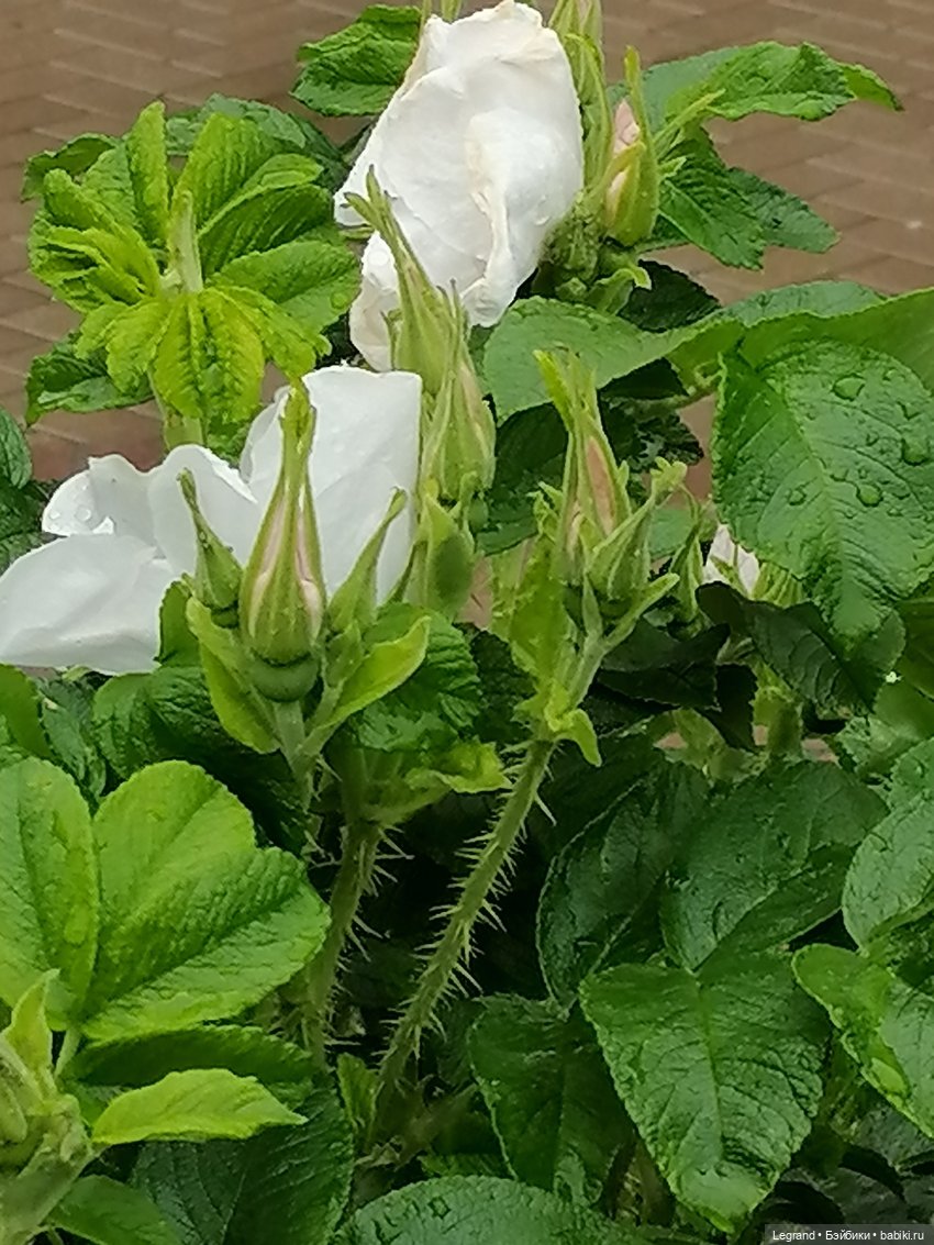 Санкт-Петербург: городские цветы и розовые фламинго - часть первая