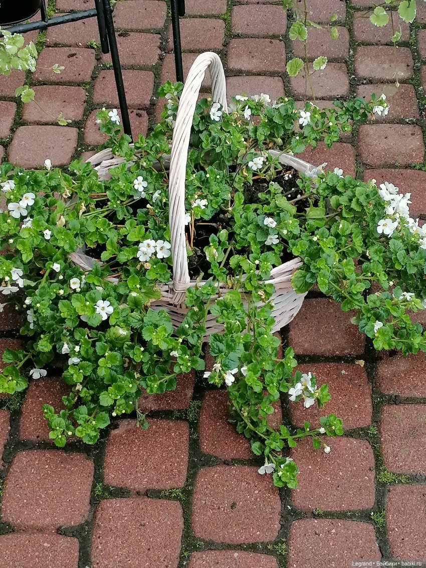 Санкт-Петербург: городские цветы и розовые фламинго - часть первая