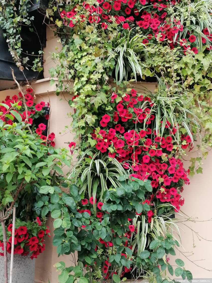 Санкт-Петербург: городские цветы и розовые фламинго - часть первая (фото 10)