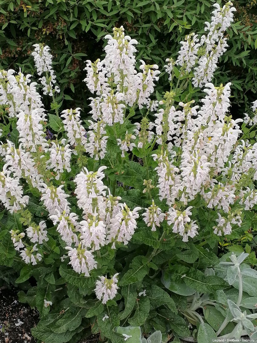 Санкт-Петербург: городские цветы и розовые фламинго - часть первая