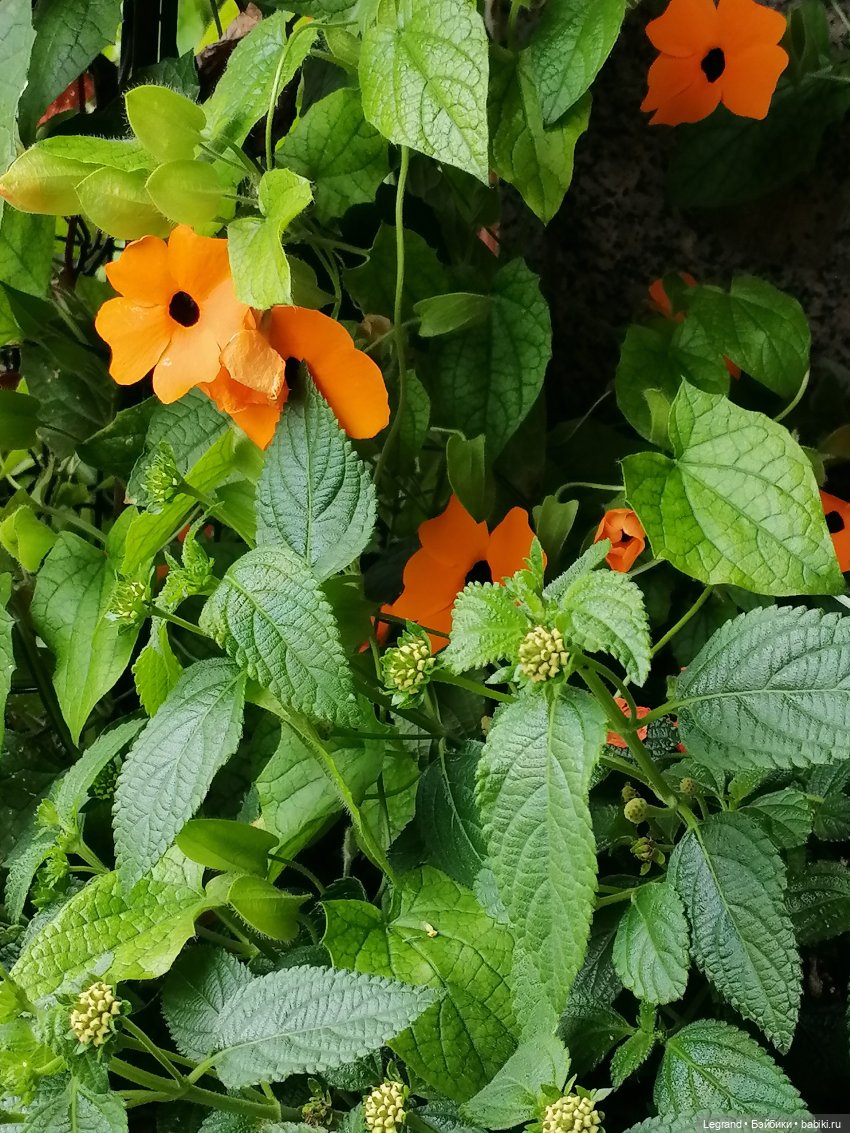 Санкт-Петербург: городские цветы и розовые фламинго - часть первая