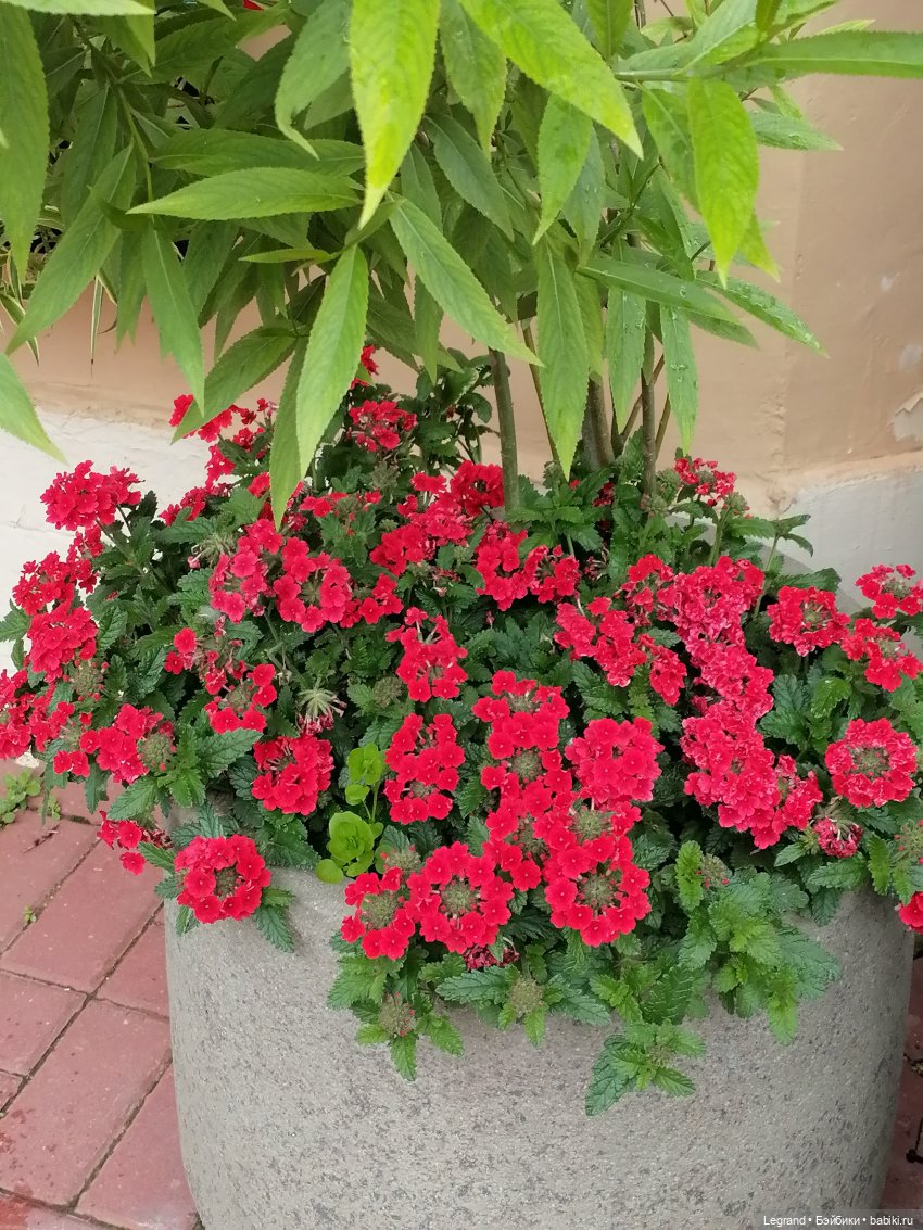 Санкт-Петербург: городские цветы и розовые фламинго - часть первая