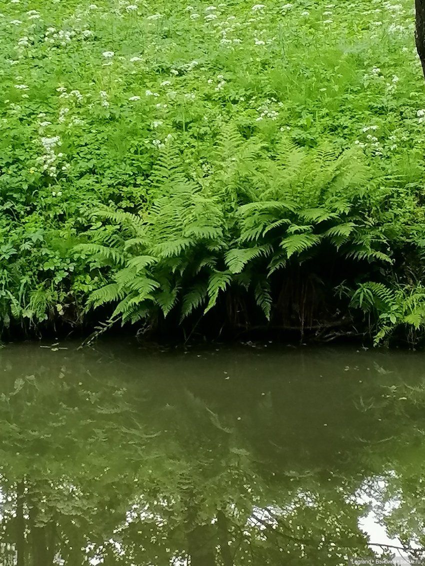 Санкт-Петербург: городские цветы и розовые фламинго - часть вторая (фото 7)