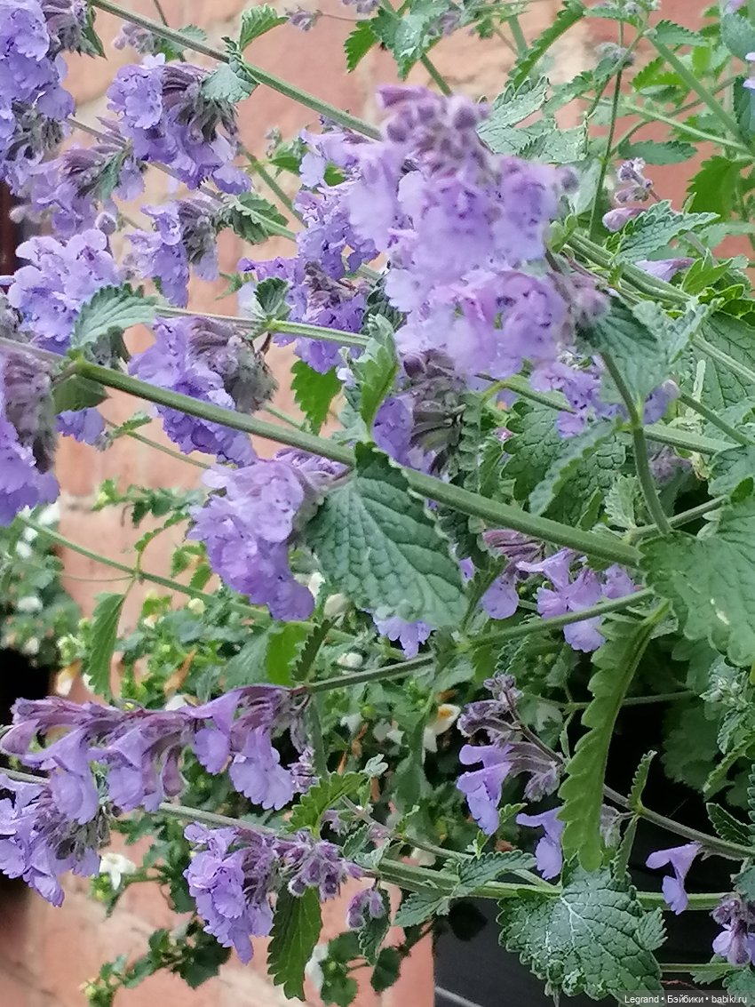 Санкт-Петербург: городские цветы и розовые фламинго - часть первая (фото 2)