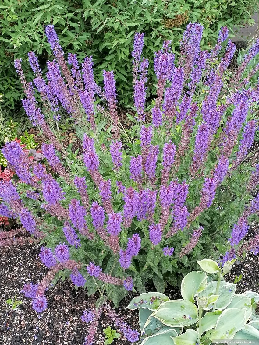 Санкт-Петербург: городские цветы и розовые фламинго - часть первая