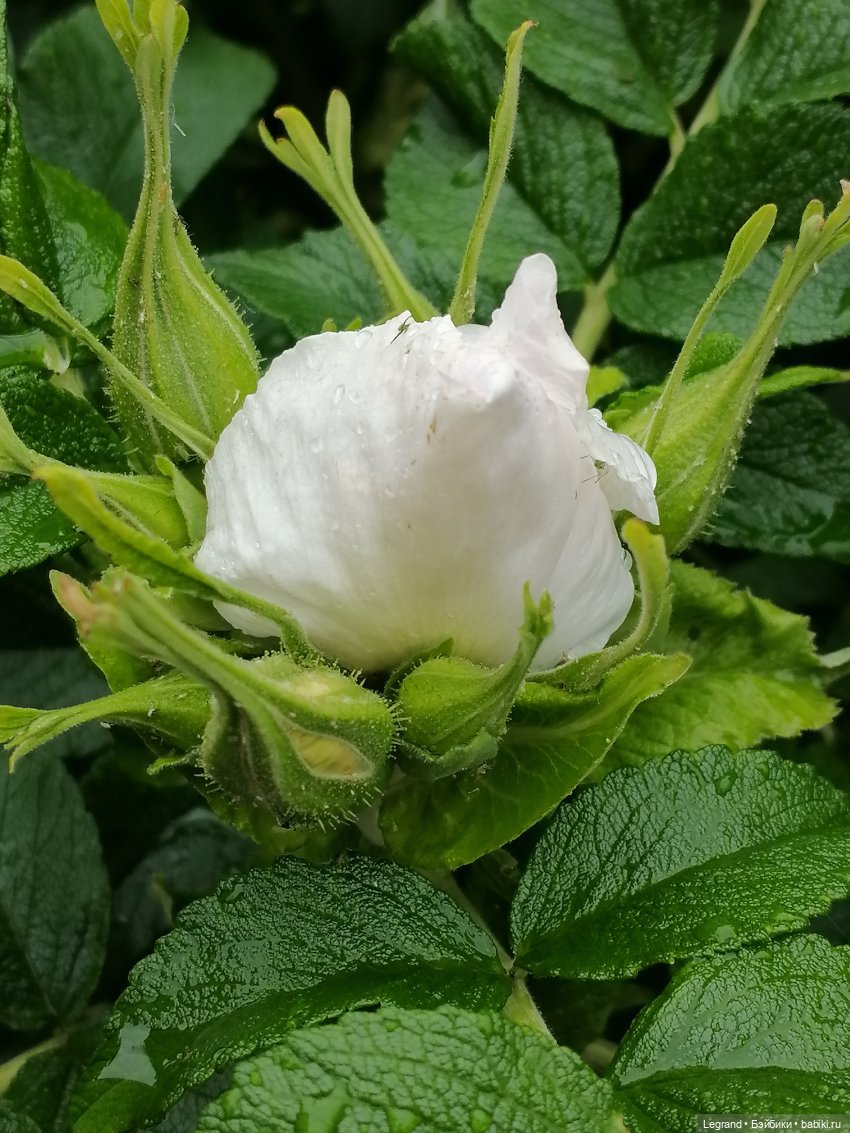 Санкт-Петербург: городские цветы и розовые фламинго - часть первая