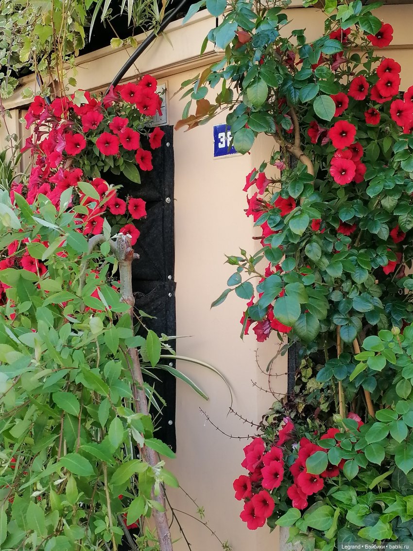 Санкт-Петербург: городские цветы и розовые фламинго - часть первая (фото 5)