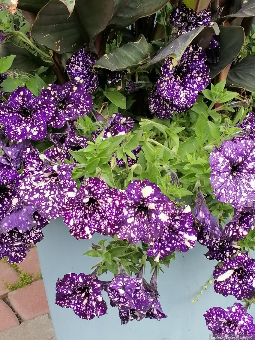 Санкт-Петербург: городские цветы и розовые фламинго - часть первая