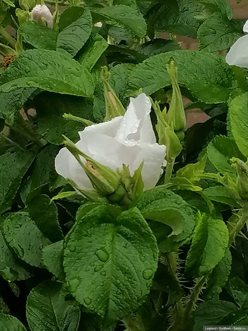 Санкт-Петербург: городские цветы и розовые фламинго - часть первая