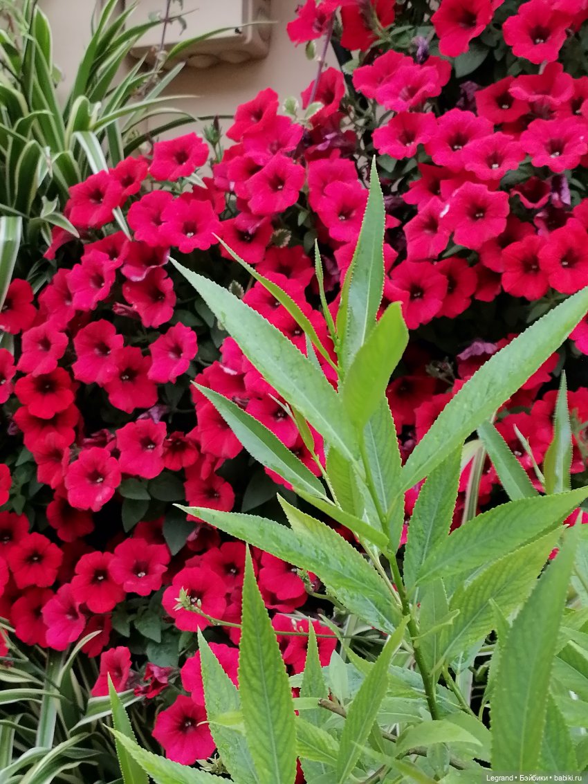 Санкт-Петербург: городские цветы и розовые фламинго - часть первая