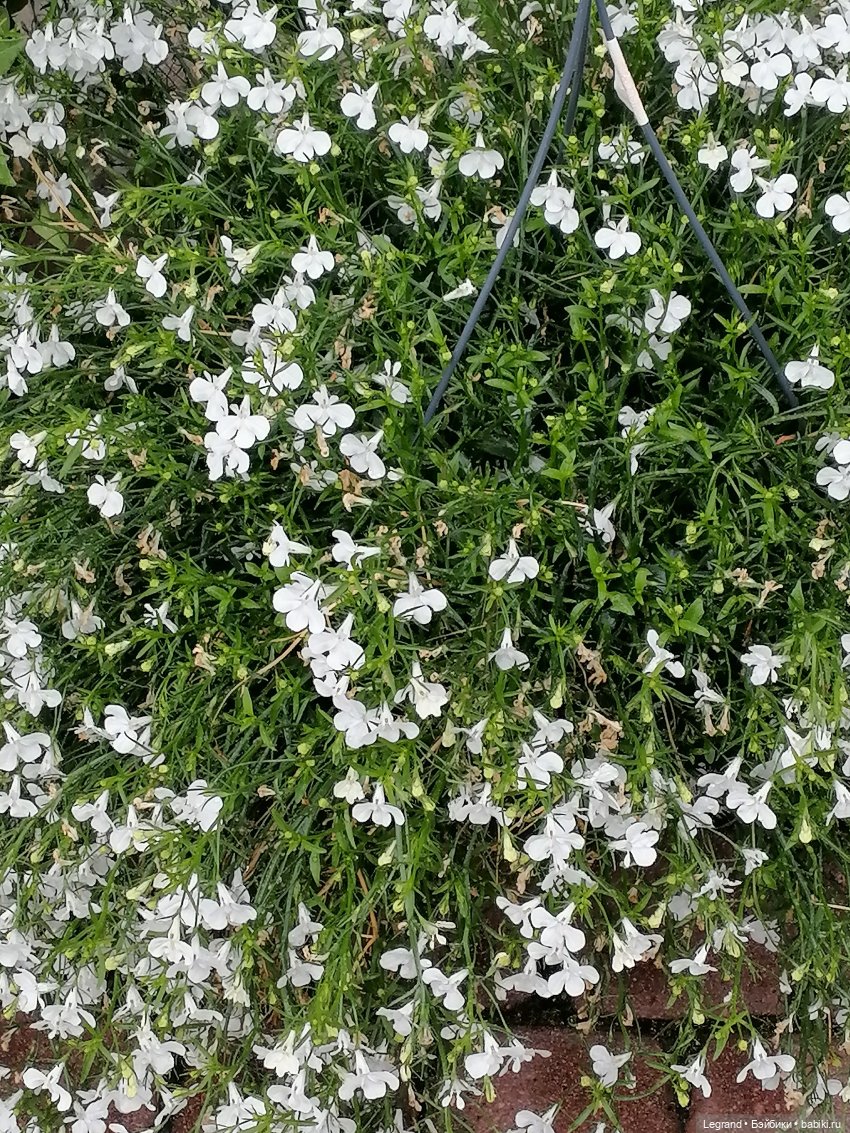 Санкт-Петербург: городские цветы и розовые фламинго - часть первая