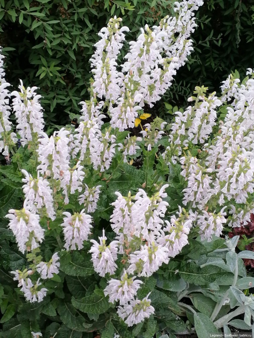 Санкт-Петербург: городские цветы и розовые фламинго - часть первая