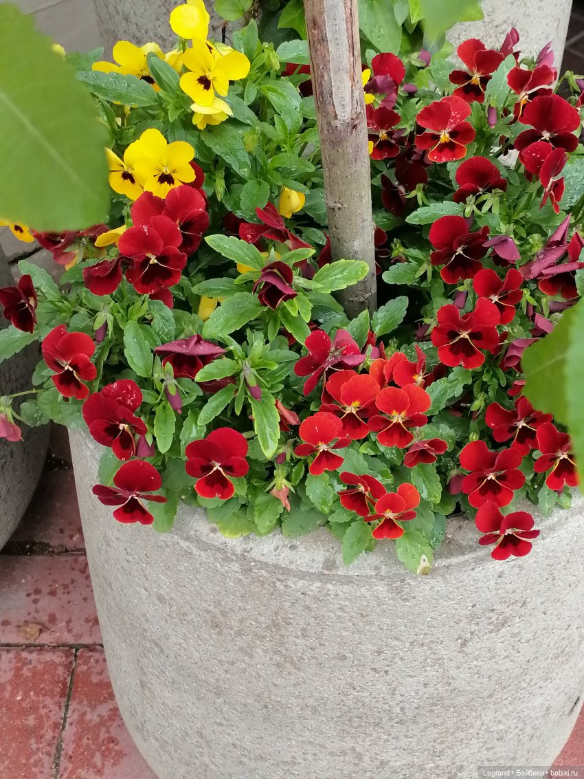 Санкт-Петербург: городские цветы и розовые фламинго - часть первая