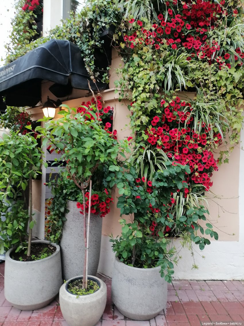 Санкт-Петербург: городские цветы и розовые фламинго - часть первая (фото 8)