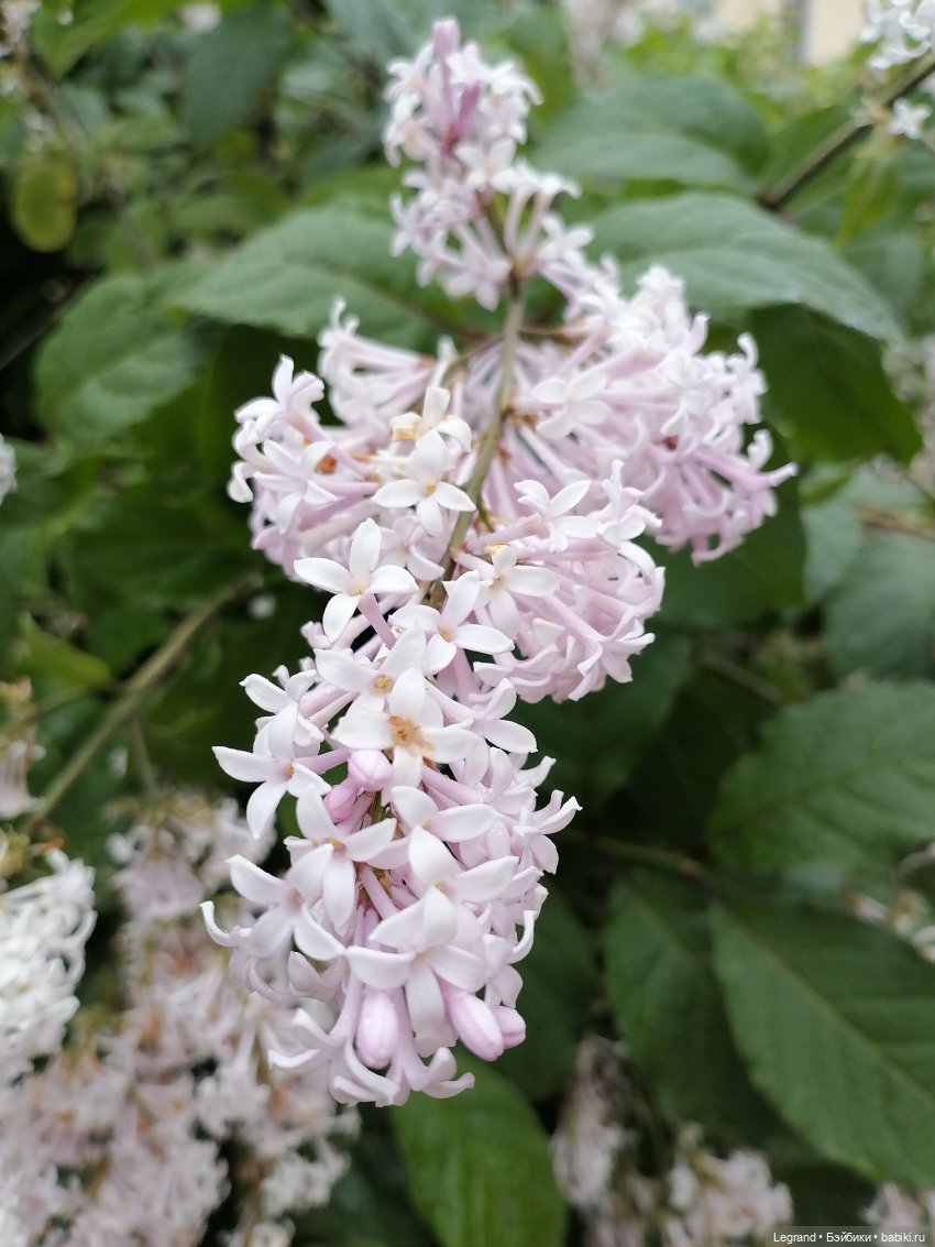 Санкт-Петербург: городские цветы и розовые фламинго - часть вторая (фото 2)
