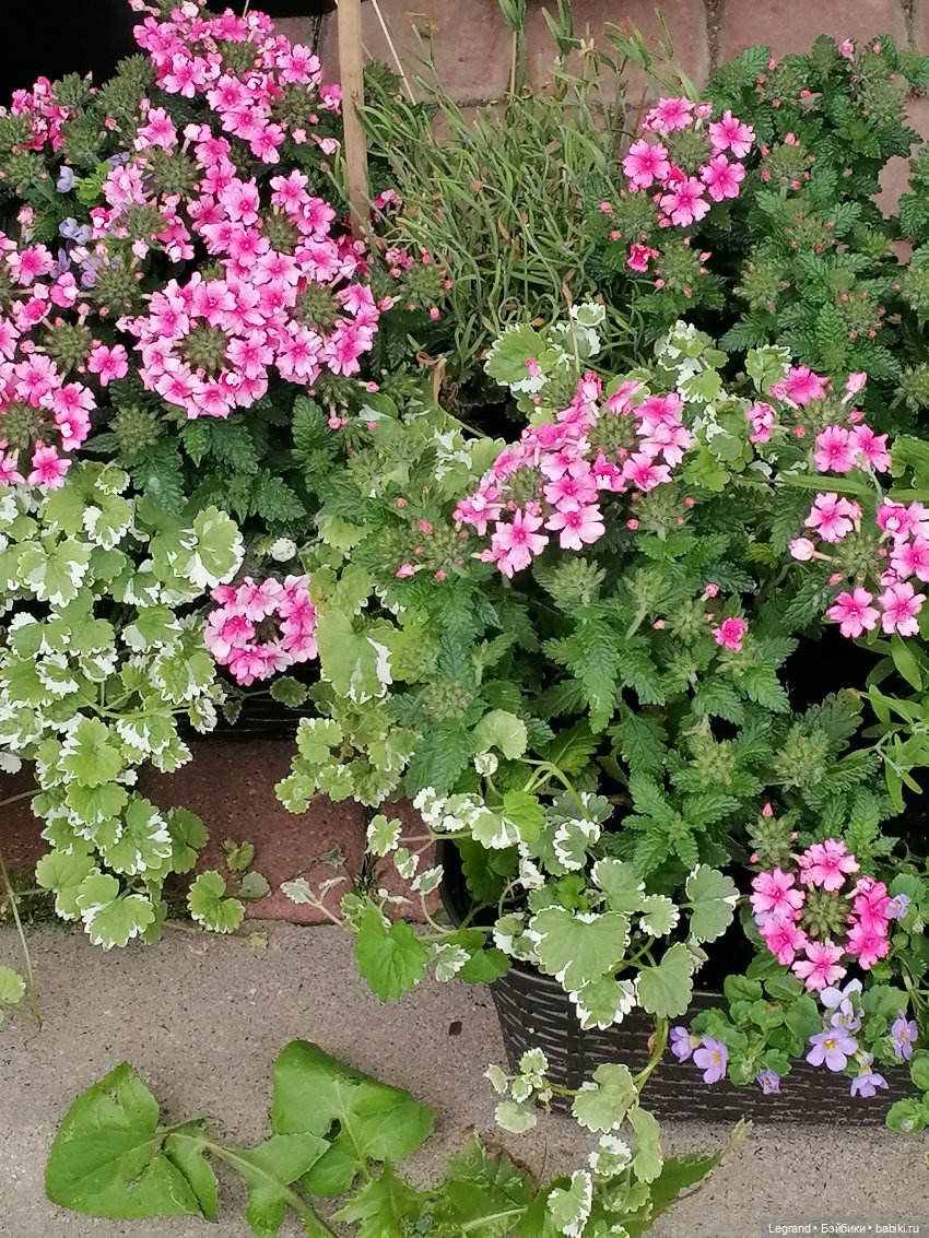 Санкт-Петербург: городские цветы и розовые фламинго - часть первая