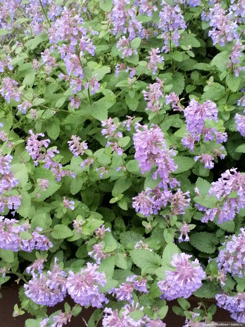 Санкт-Петербург: городские цветы и розовые фламинго - часть первая