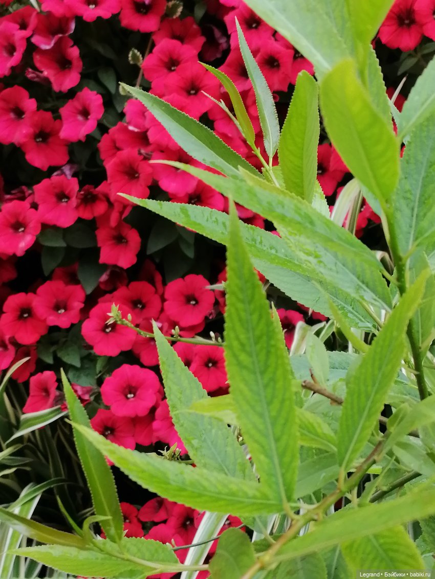 Санкт-Петербург: городские цветы и розовые фламинго - часть первая