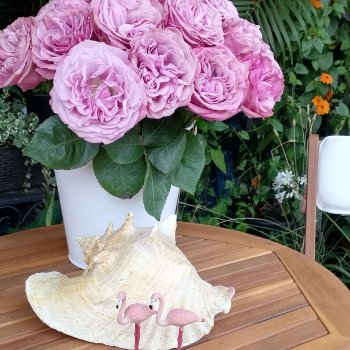 Санкт-Петербург: городские цветы и розовые фламинго - часть первая