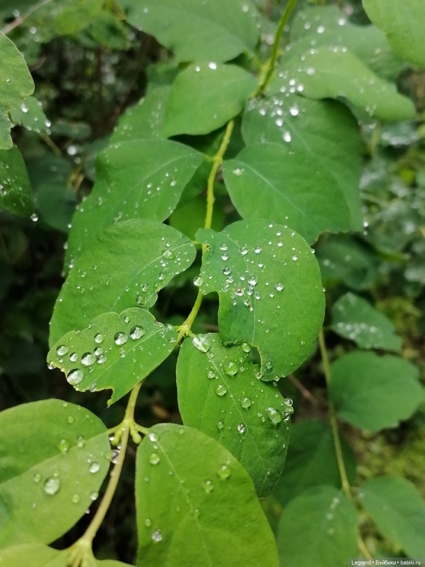 Санкт-Петербург: городские цветы и розовые фламинго - часть вторая