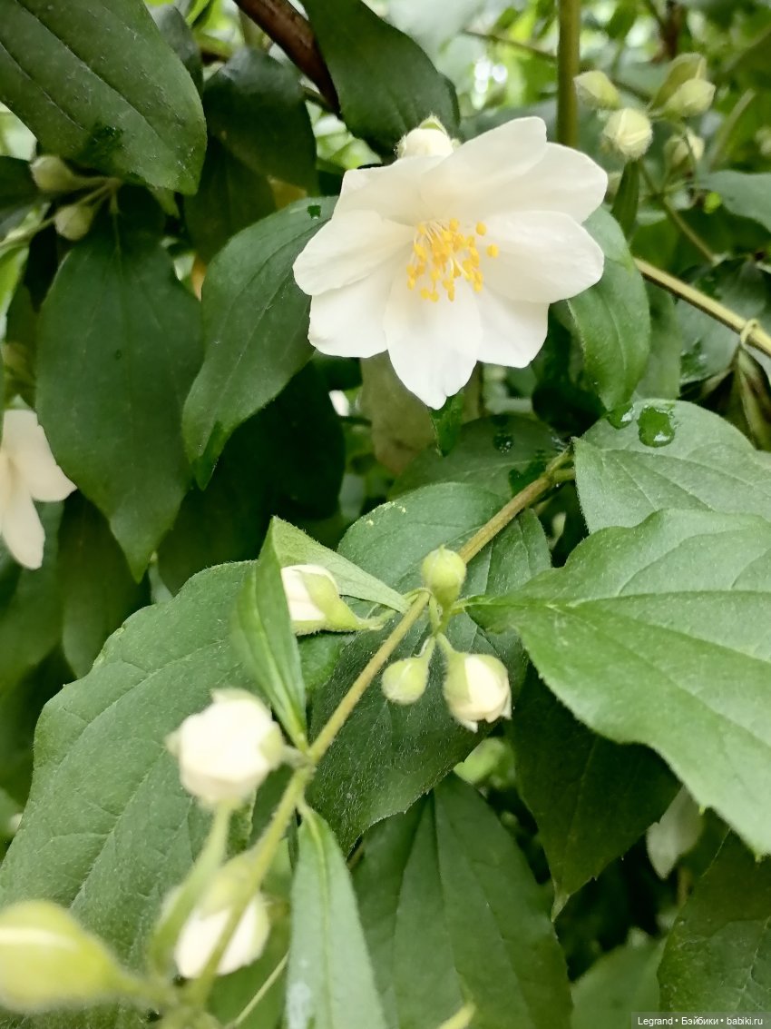 Санкт-Петербург: городские цветы и розовые фламинго - часть вторая