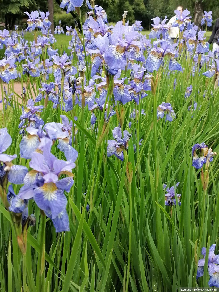 Санкт-Петербург: городские цветы и розовые фламинго - часть вторая
