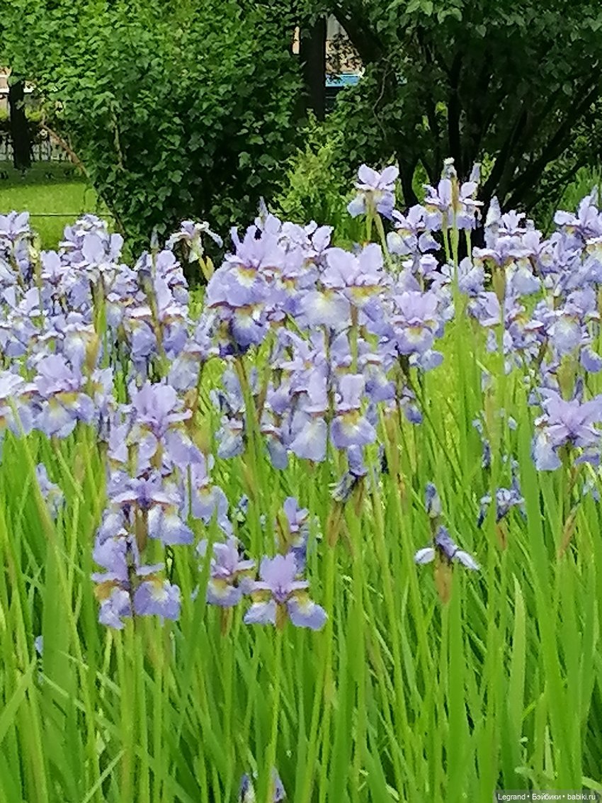Санкт-Петербург: городские цветы и розовые фламинго - часть вторая