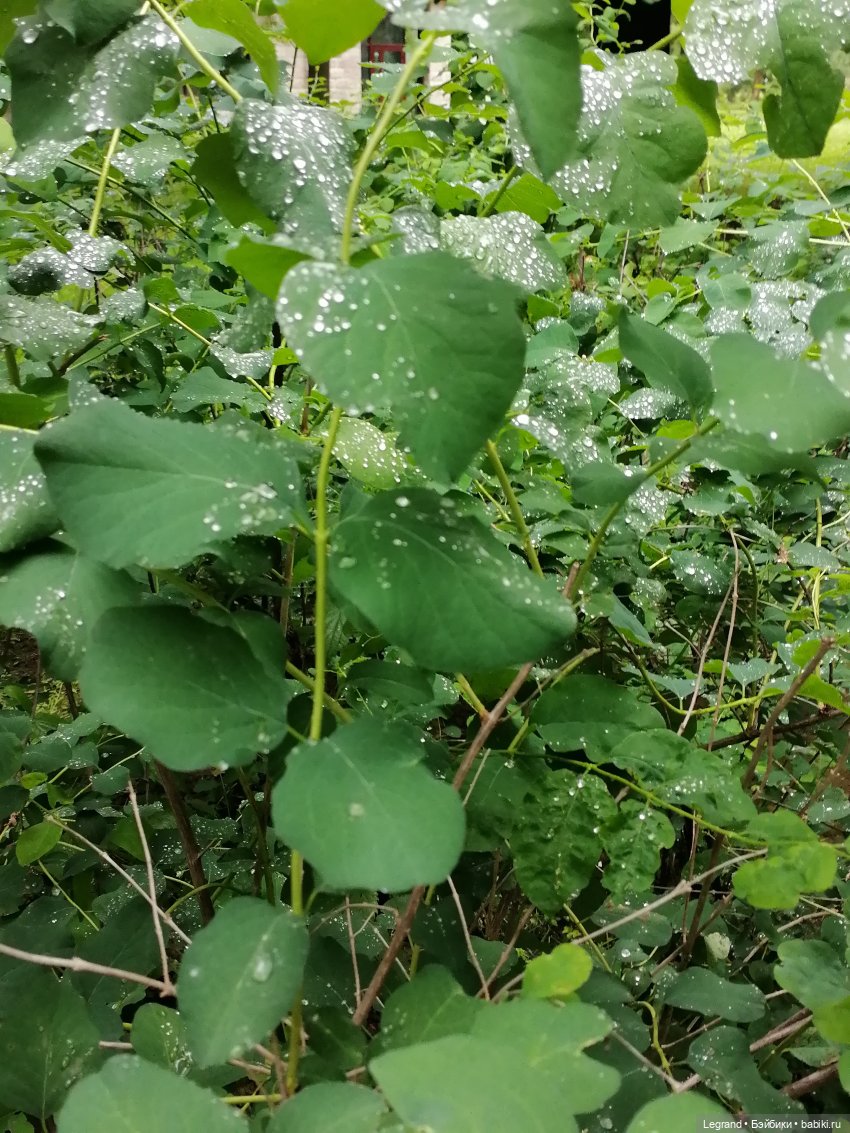 Санкт-Петербург: городские цветы и розовые фламинго - часть вторая