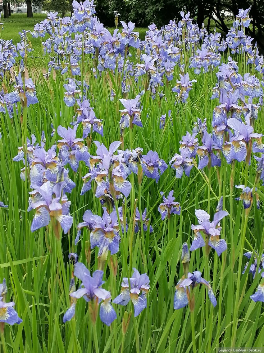 Санкт-Петербург: городские цветы и розовые фламинго - часть вторая