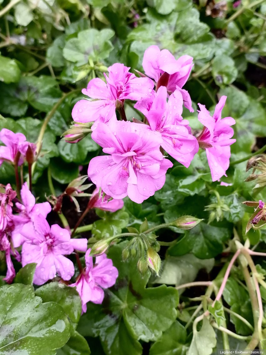 Санкт-Петербург: городские цветы и розовые фламинго - часть вторая