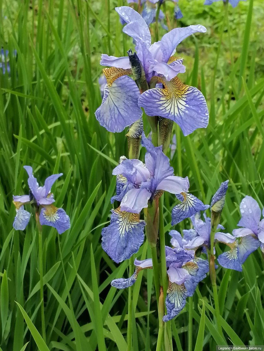 Санкт-Петербург: городские цветы и розовые фламинго - часть вторая