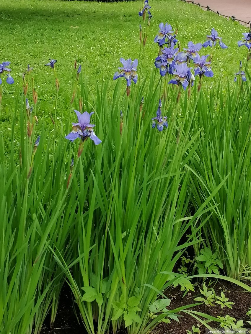 Санкт-Петербург: городские цветы и розовые фламинго - часть вторая