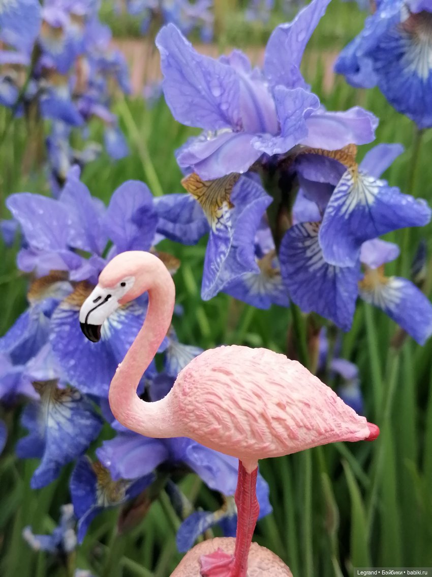 Санкт-Петербург: городские цветы и розовые фламинго - часть вторая