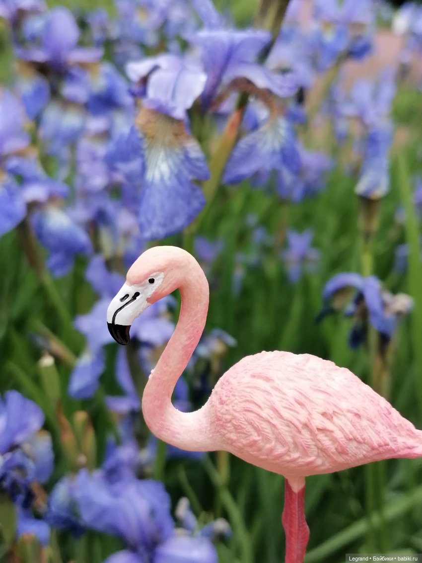 Санкт-Петербург: городские цветы и розовые фламинго - часть вторая