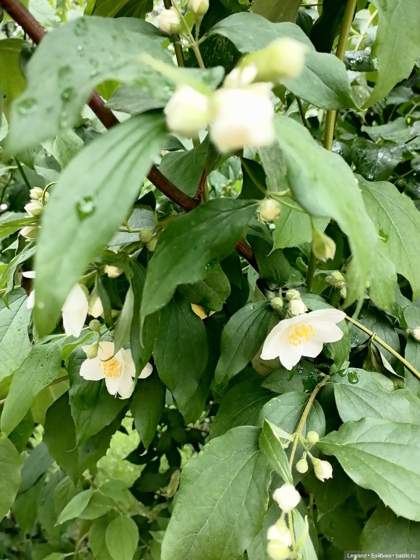Санкт-Петербург: городские цветы и розовые фламинго - часть вторая